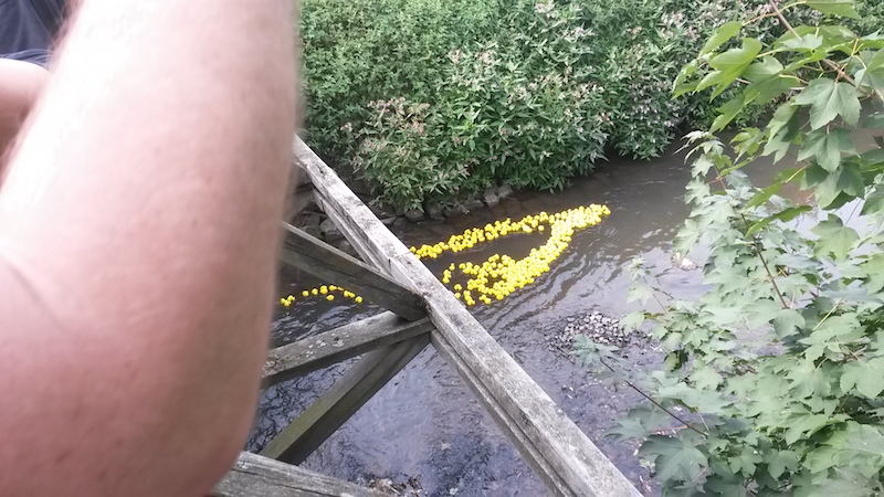Enten 2016 2